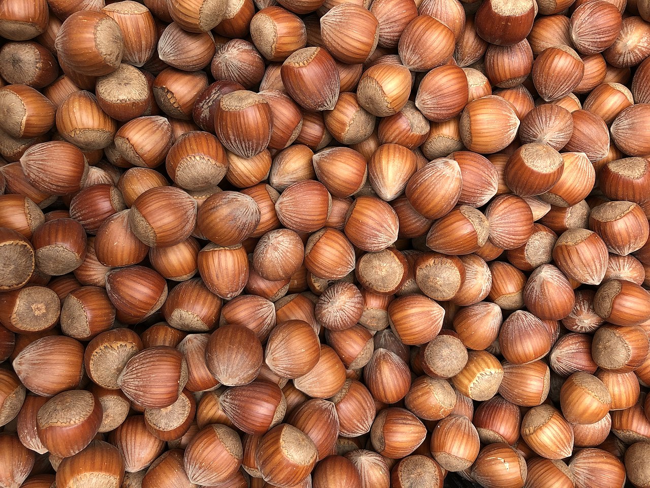 Frutos de avellano con cáscara