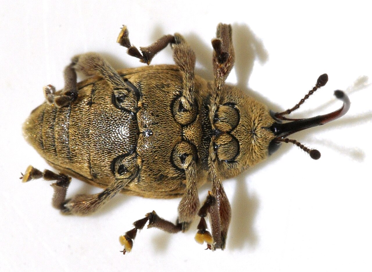 Gorgojo de la avellana (Curculio nucum), la plaga más peligrosa de la avellana con su característico largo pico