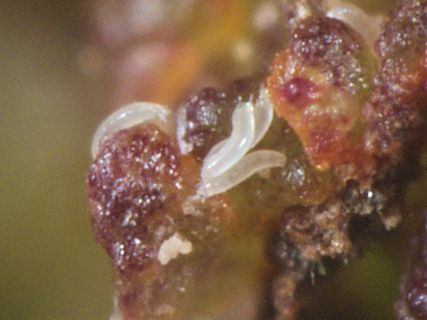Ácaro de la avellana (Phytoptus avellanae) que causa el engrosamiento (bayas) de las yemas de la avellana