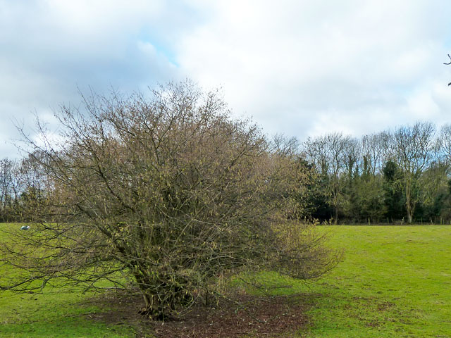 arbusto de avellano en el campo