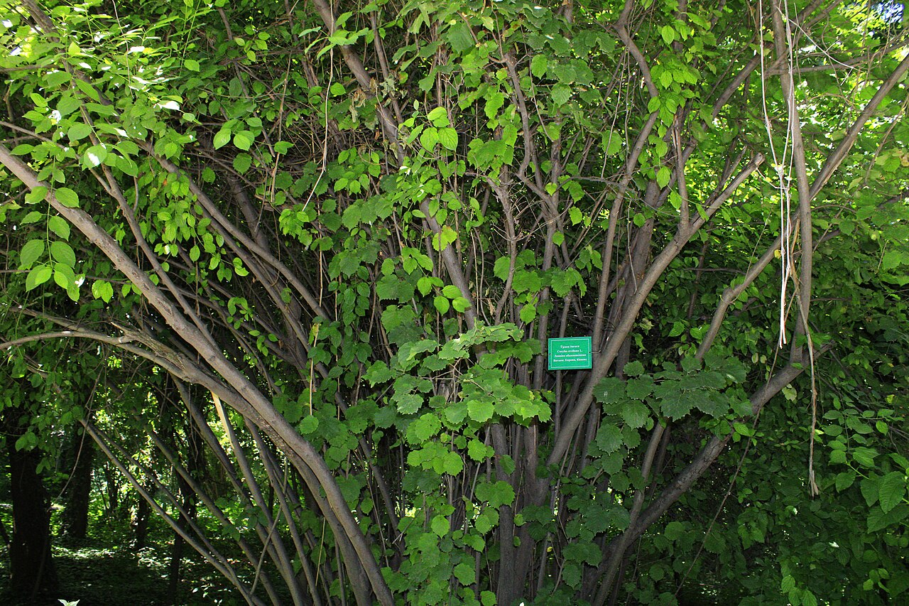 Frutos de avellano (avellanas) en la envoltura verde foliácea en el brote