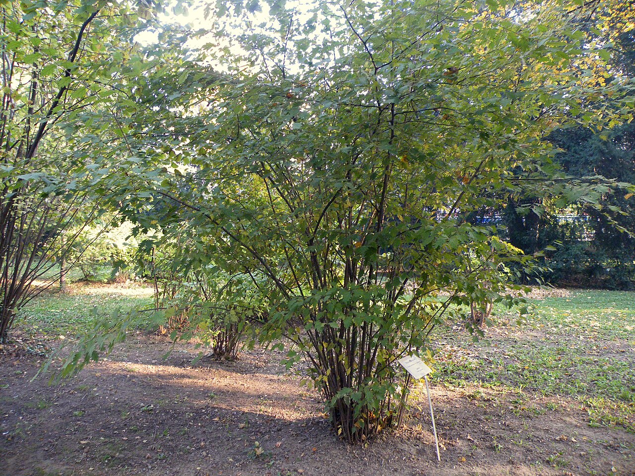 Corylus avellana arbusto en jardín