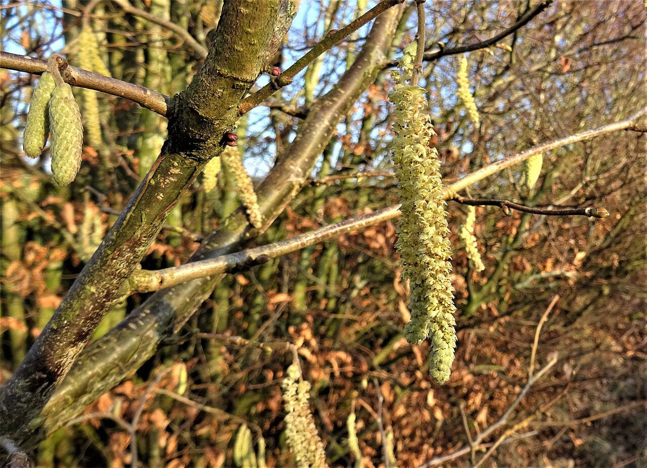 Flores masculinas del avellano en amentos (Corylus avellana)