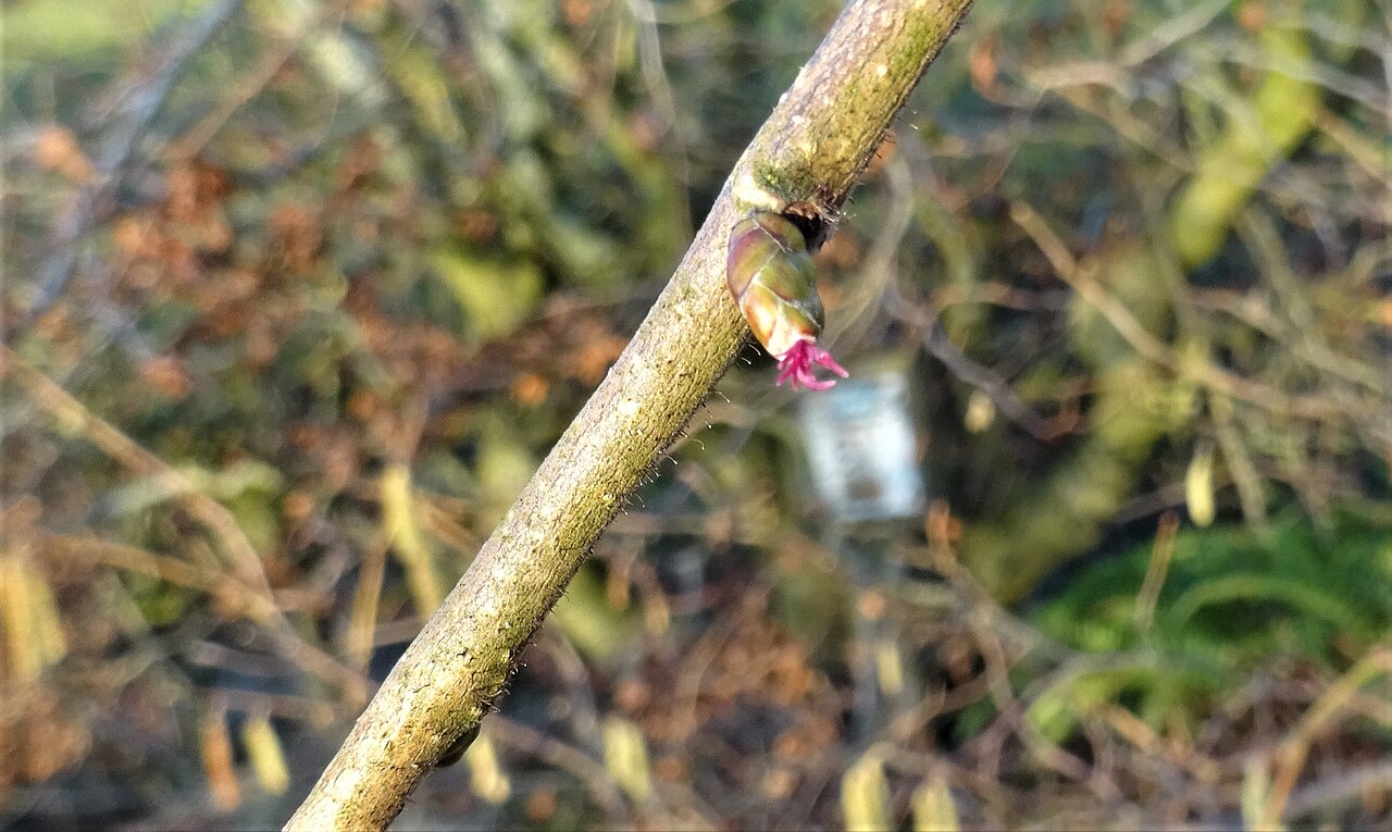 Flor femenina del avellano con los estigmas rojos del pistilo (Corylus avellana)