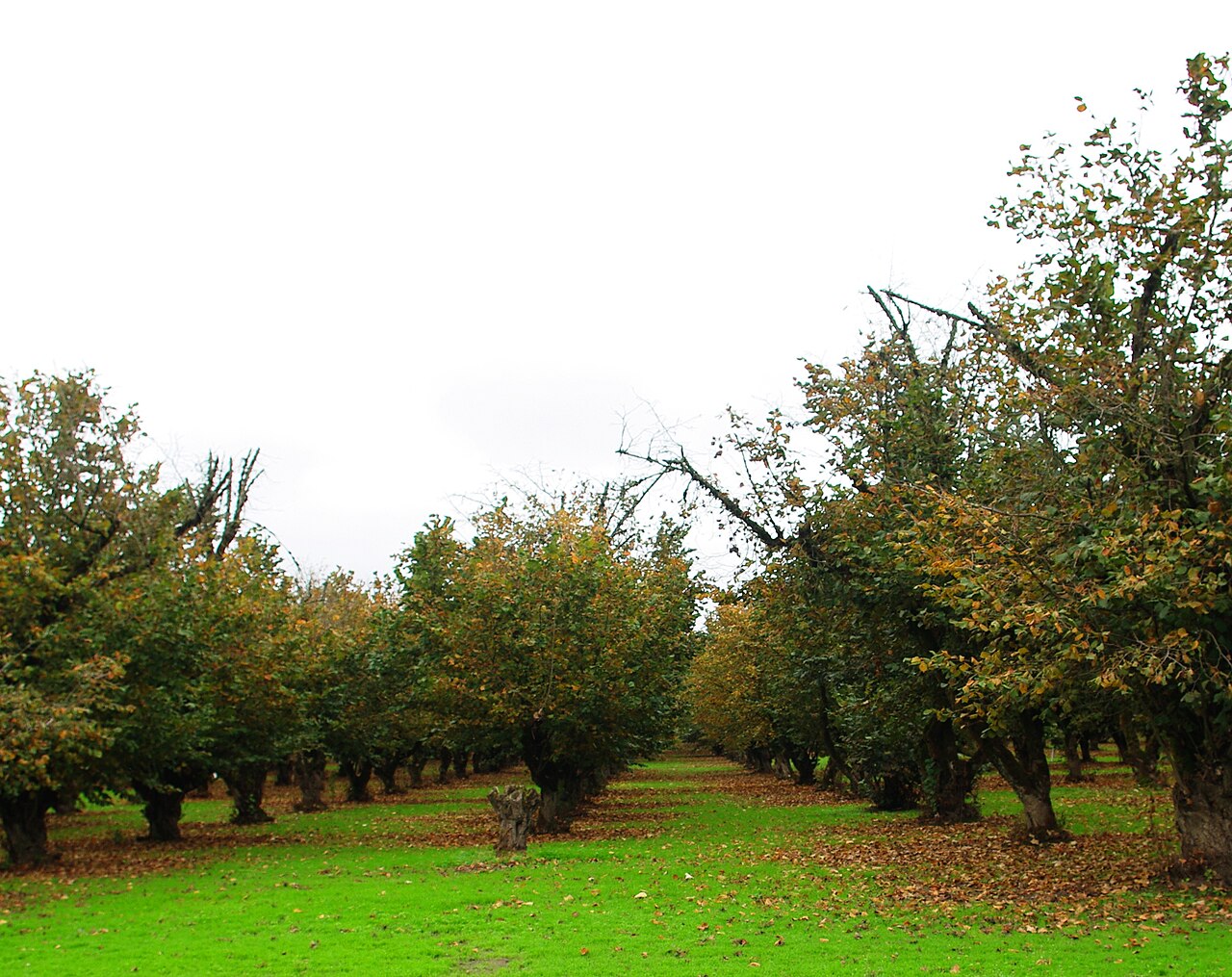 Plantación de avellano con copas que interceptan la luz solar (Oregón)