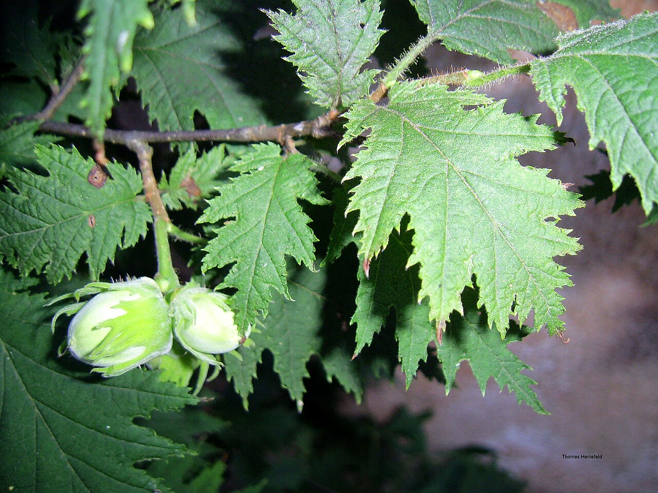 Hojas de avellano y nueces verdes