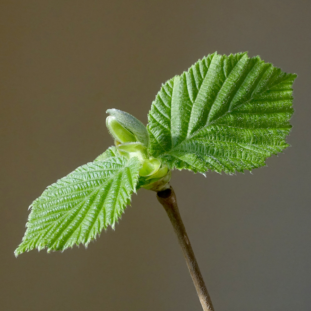 Hojas de avellano (Corylus avellana)