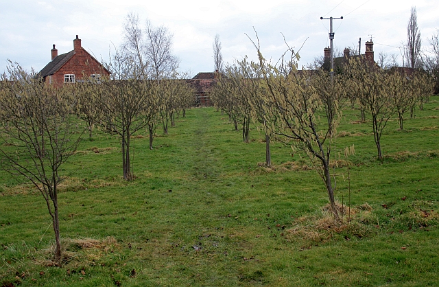Plantación de avellano