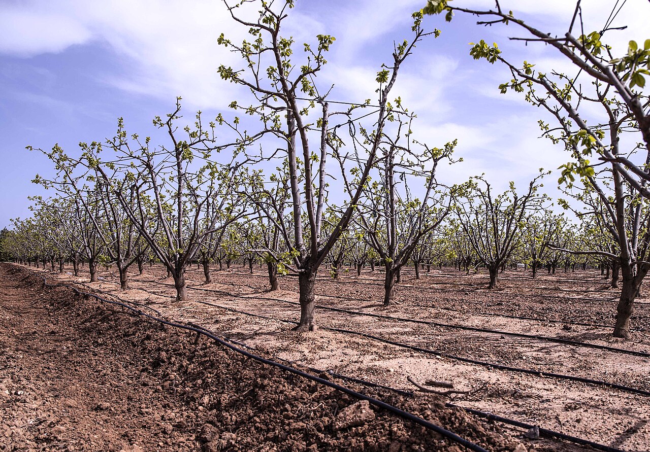 Sistema de riego en plantación de avellano