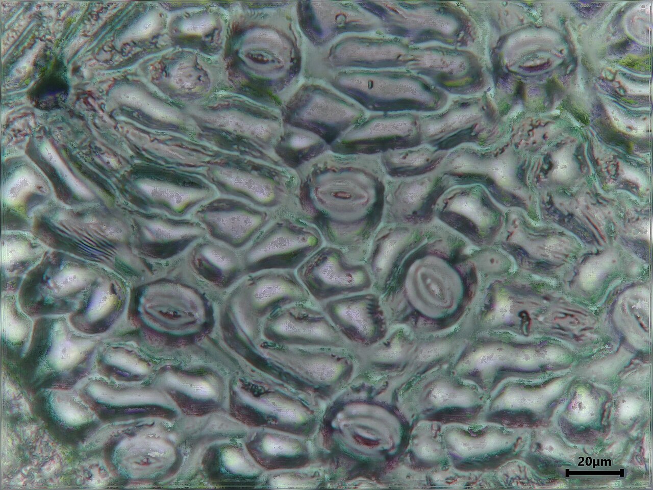 Impresión de la epidermis de una hoja de avellano (Corylus avellana) con estomas visibles, aumento 400x
