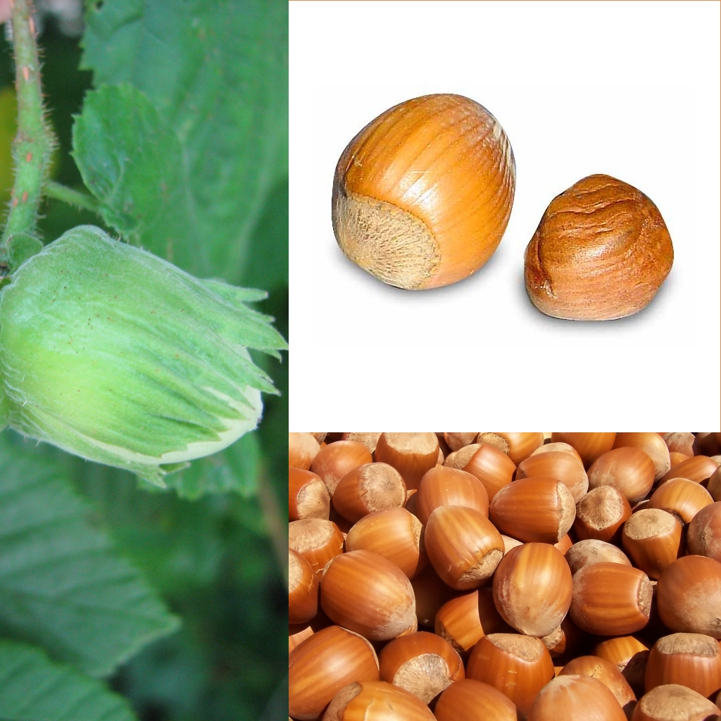 Frutos verdes en desarrollo del avellano envueltos por el involucro foliar verde (involucro)