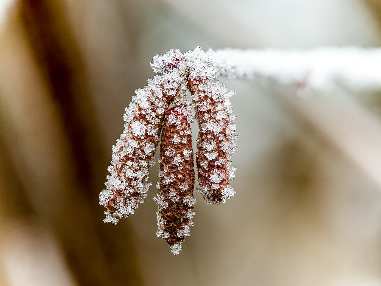 Flor de avellana cubierta de escarcha tras la helada