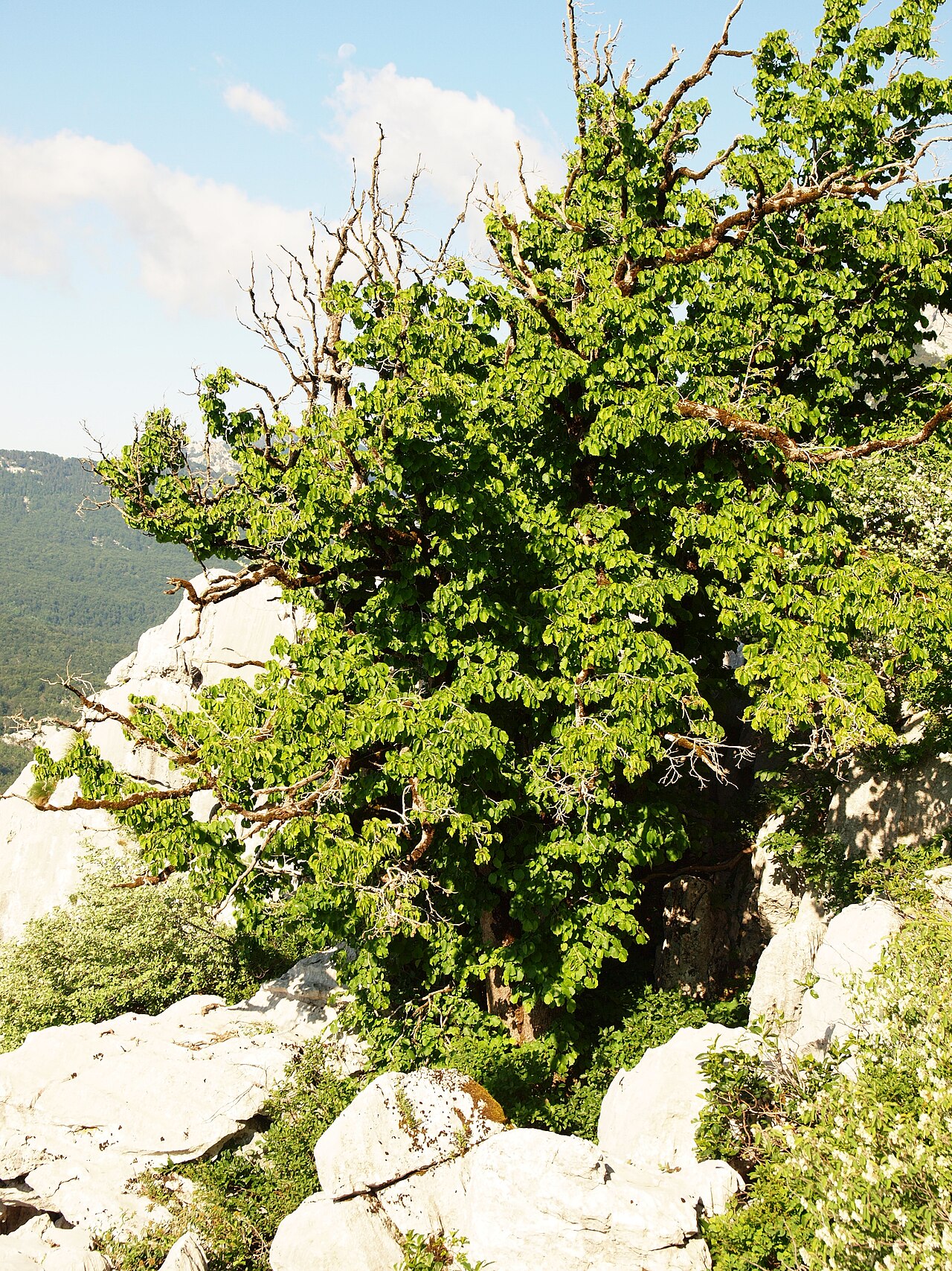Árbol de avellano en ladera rocosa