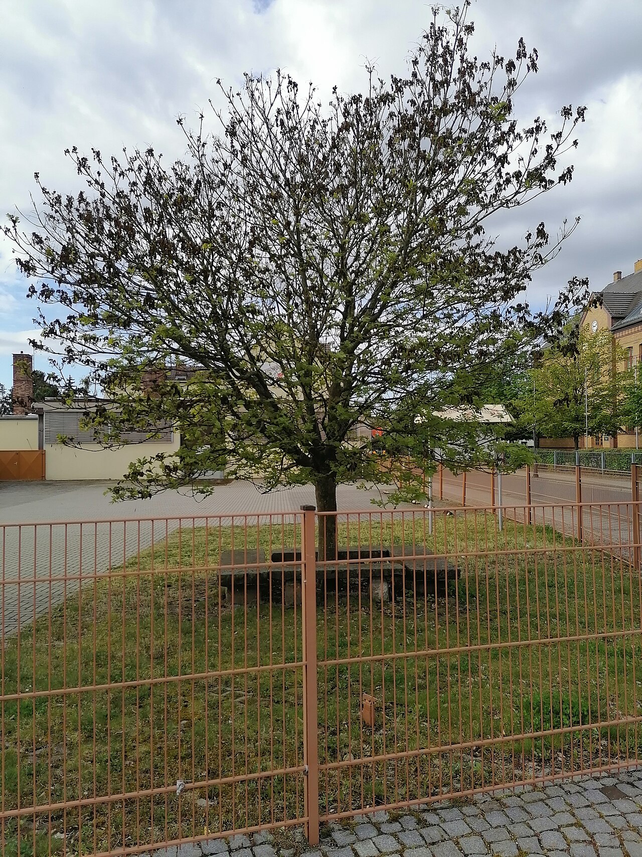 Daños en la planta causados por heladas tardías de primavera