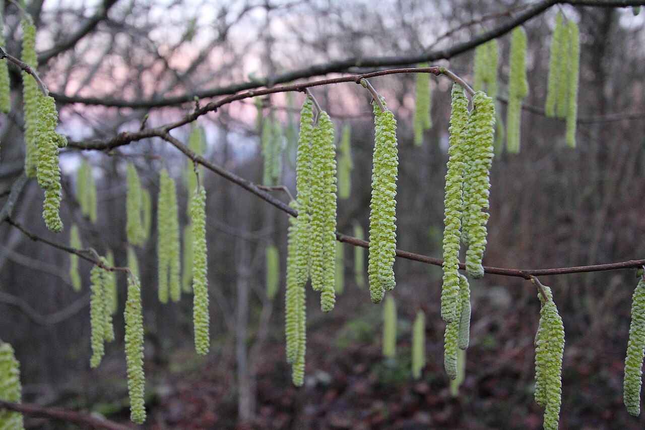 Flores masculinas (amentos) del avellano que se desarrollan en pleno invierno, las más sensibles a la helada