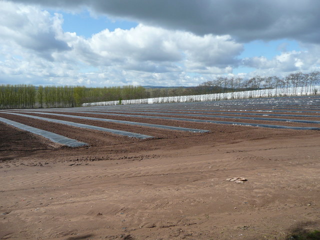 Preparación del suelo en plantación de avellano