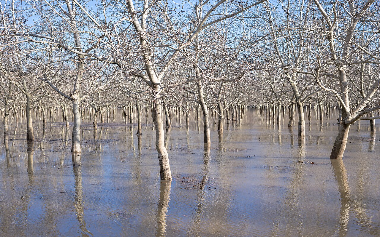 Huerto inundado con árboles desnudos