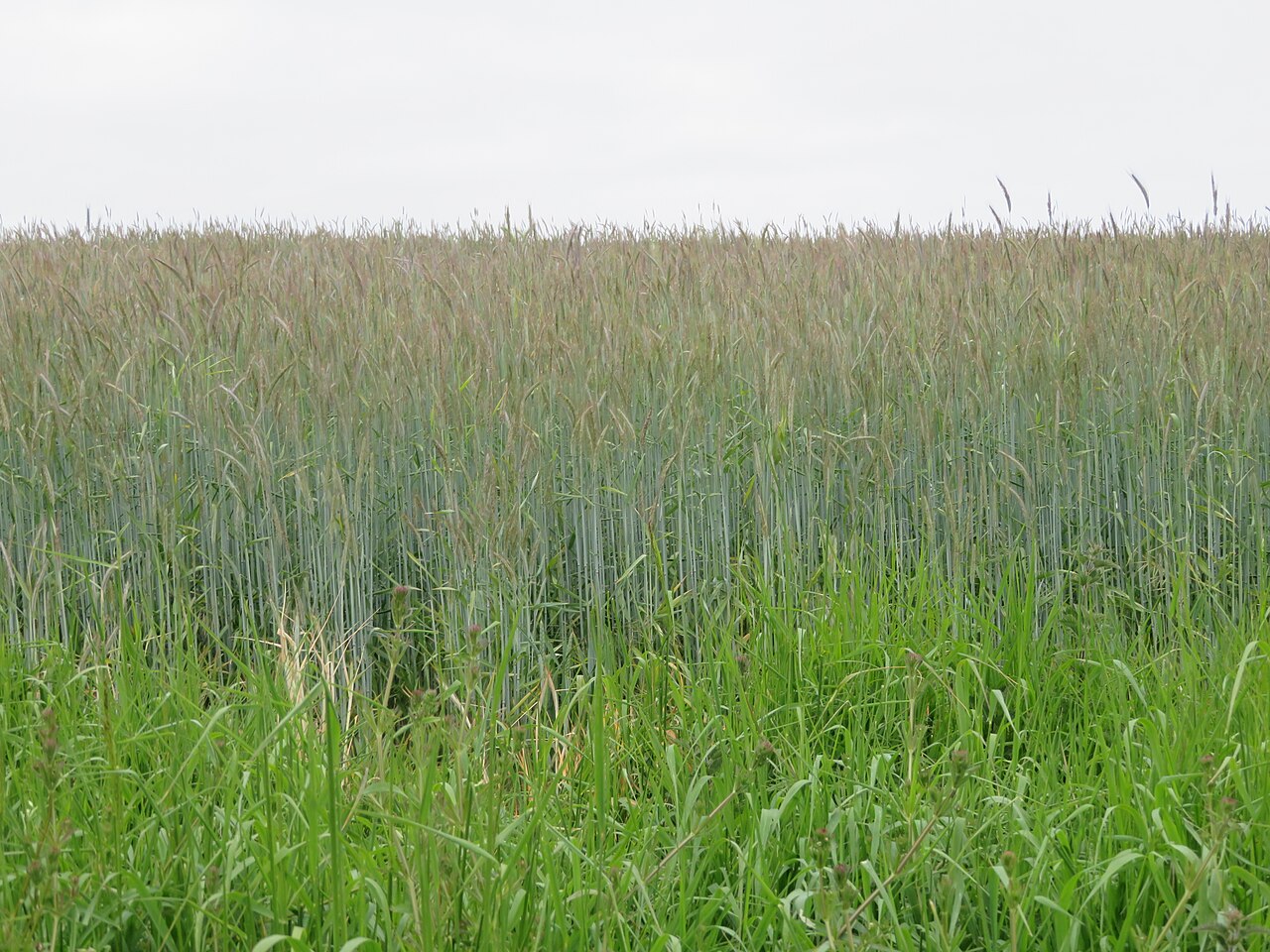 Cultivo de centeno de invierno (Secale cereale), gramínea altamente eficaz en el control de malas hierbas