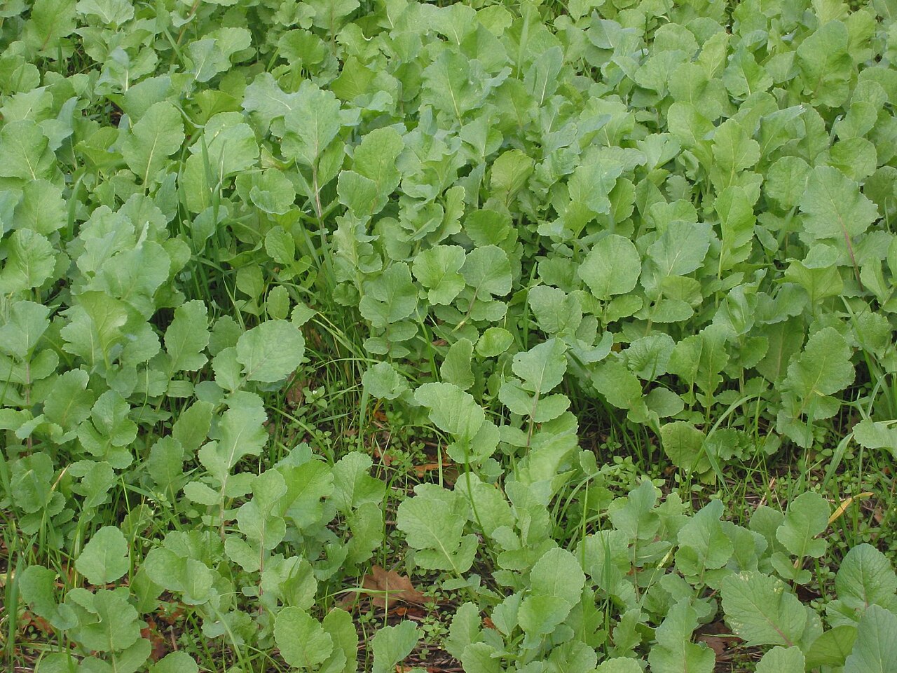 Nabo forrajero (Raphanus sativus subsp. oleiferus) como cultivo para abono verde