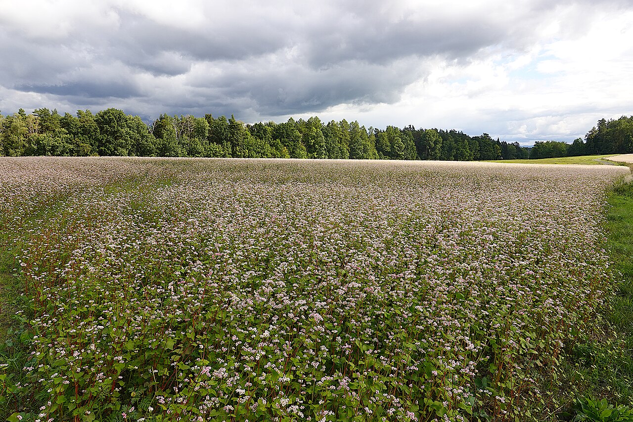 Campo de alpiste moro (Fagopyrum esculentum) en flor, cultivo de cobertura de verano