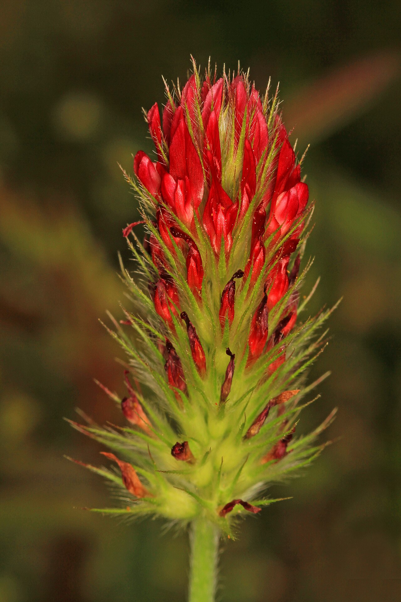 Trébol encarnado (trébol rojo, Trifolium incarnatum) en flor, leguminosa para sideración