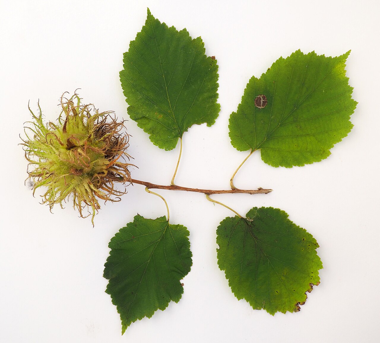 Avellano oso (turco), Corylus colurna