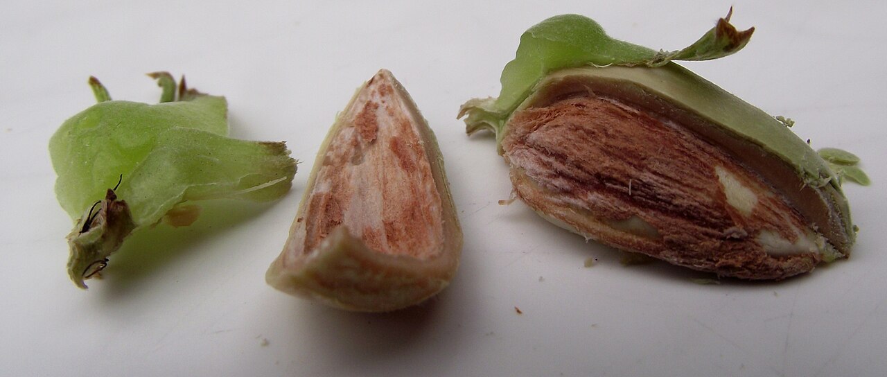 Cáscaras y nueces de avellano