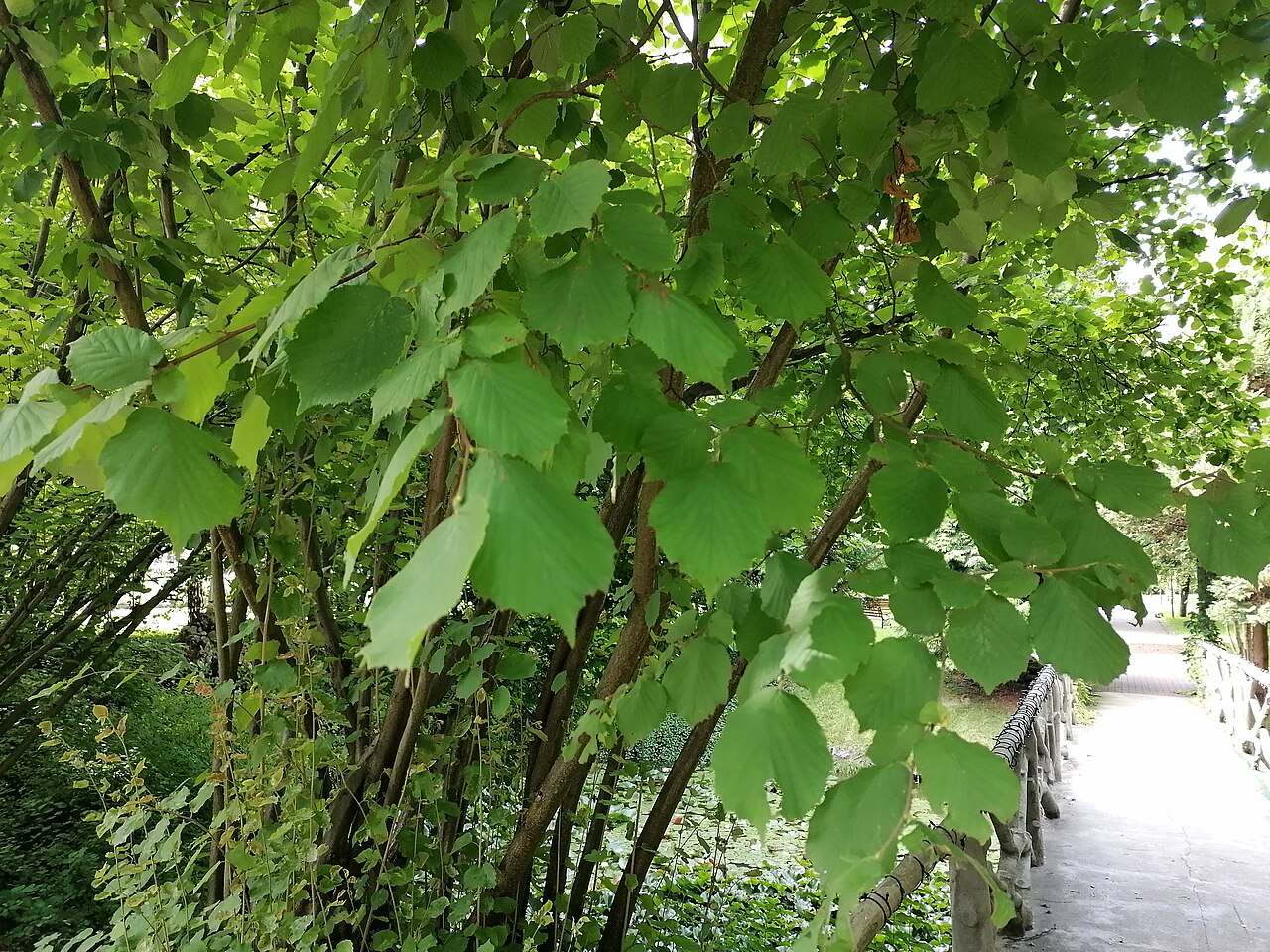 Nuez de avellano lombardo Corylus maxima con envoltura más larga que la nuez