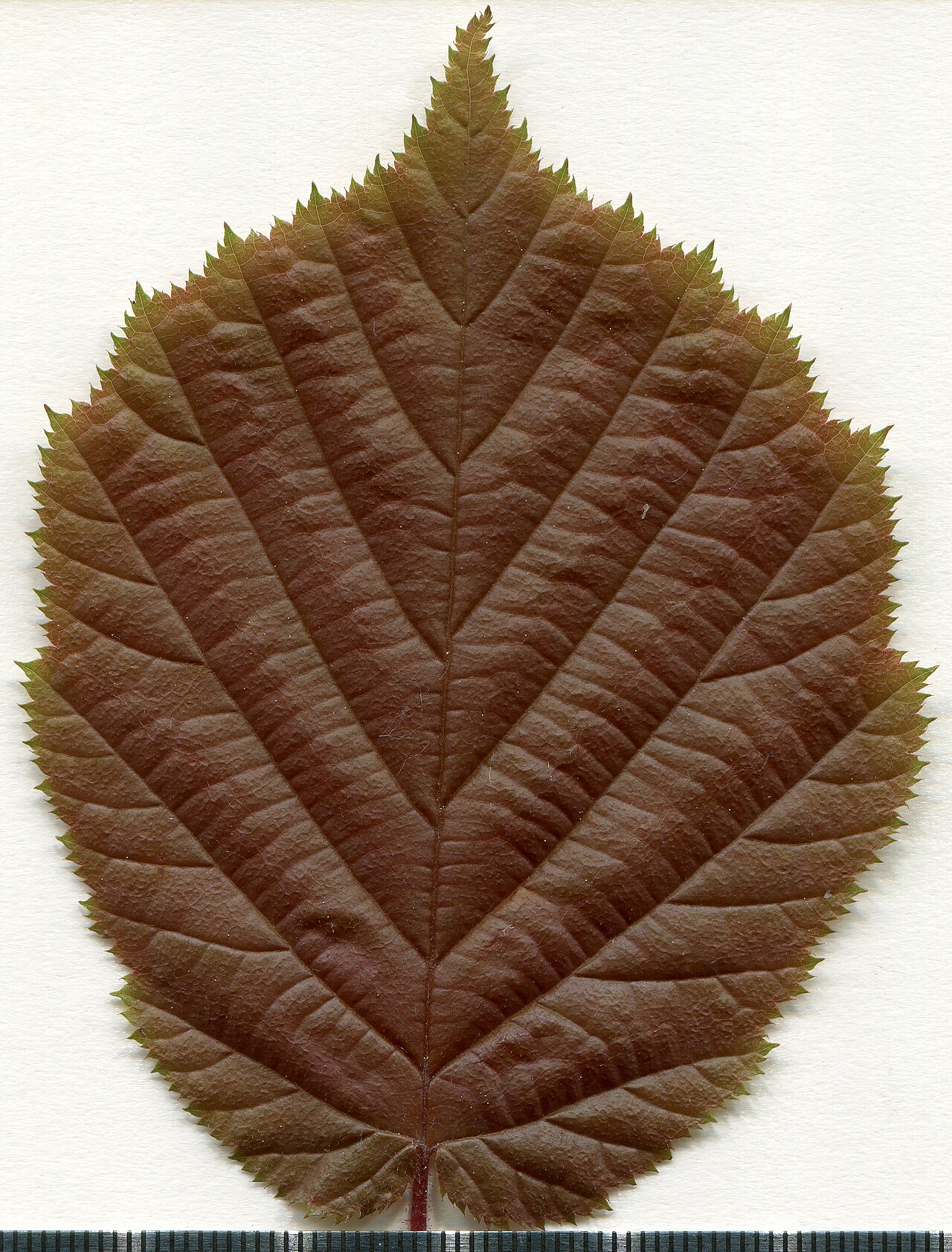 Ejemplar de herbario de avellano (Corylus avellana) — características morfológicas de hojas y frutos