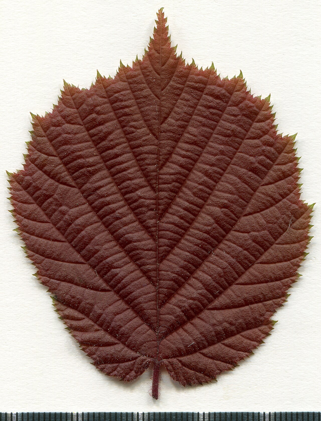 Hoja de herbario de avellano europeo (Corylus avellana), hospedador del tizón foliar oriental
