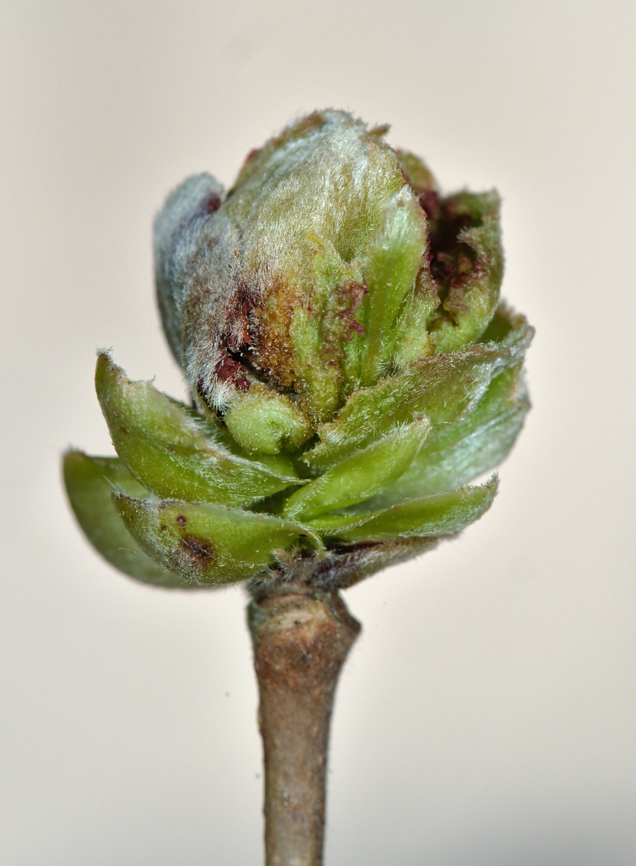 Acaro del botón floral del avellano (Phytoptus avellanae) — la variedad 'McDonald' es resistente también a esta plaga