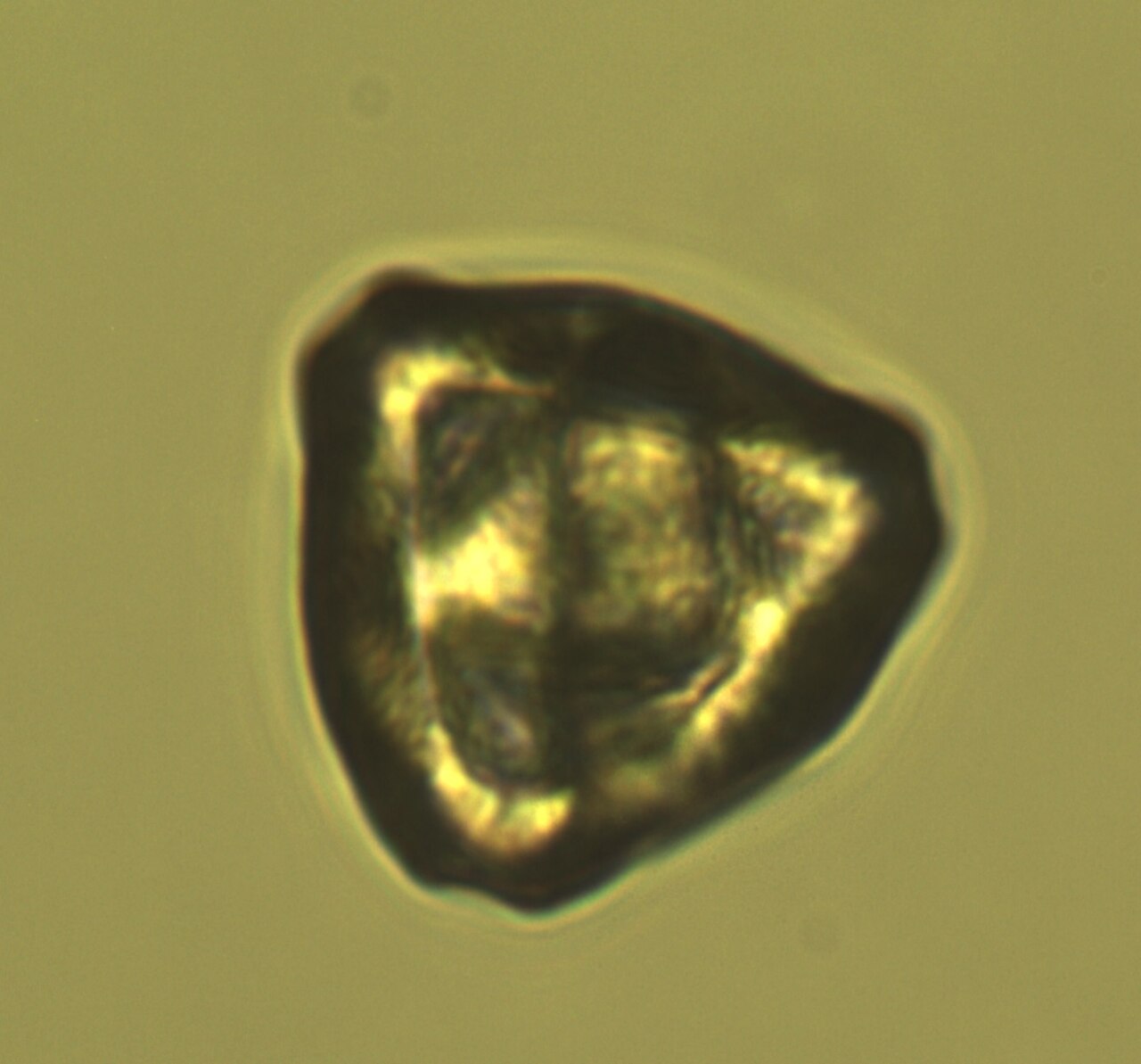 Grano de polen de avellana al microscopio (Corylus avellana)