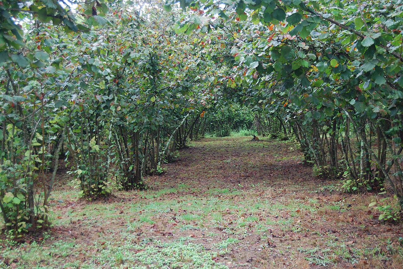 Arbusto de la variedad Cosford (Corylus avellana 'Cosford') en invierno, cubierto de amentos