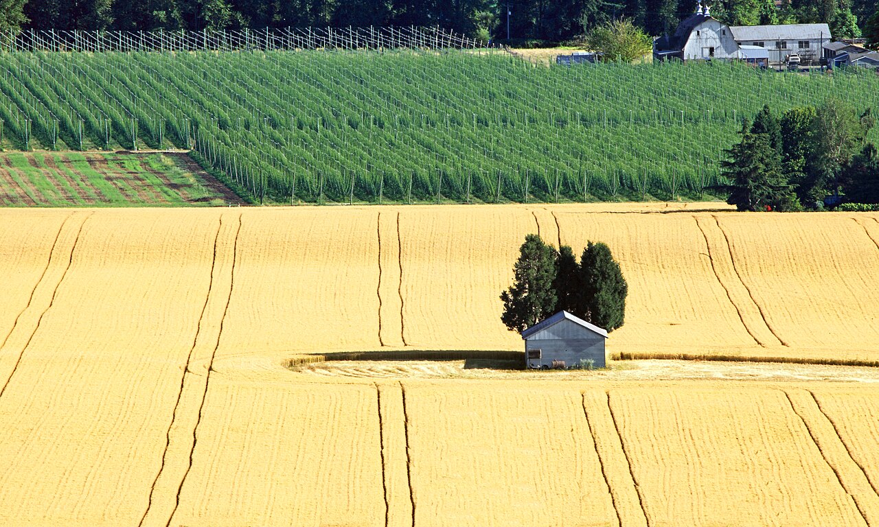 Plantación de avellanos con granero