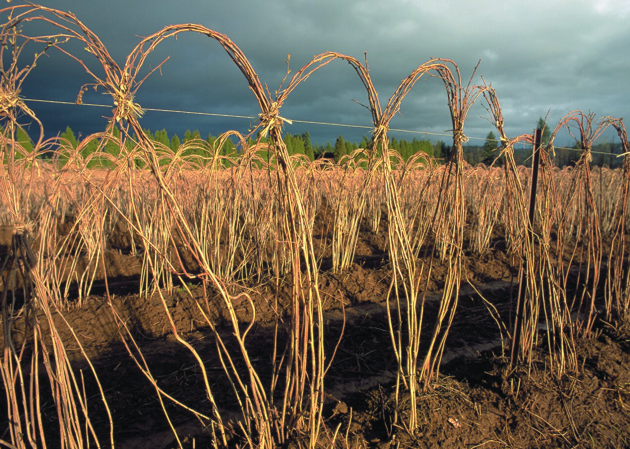 Plantación de avellanos con ramas arqueadas