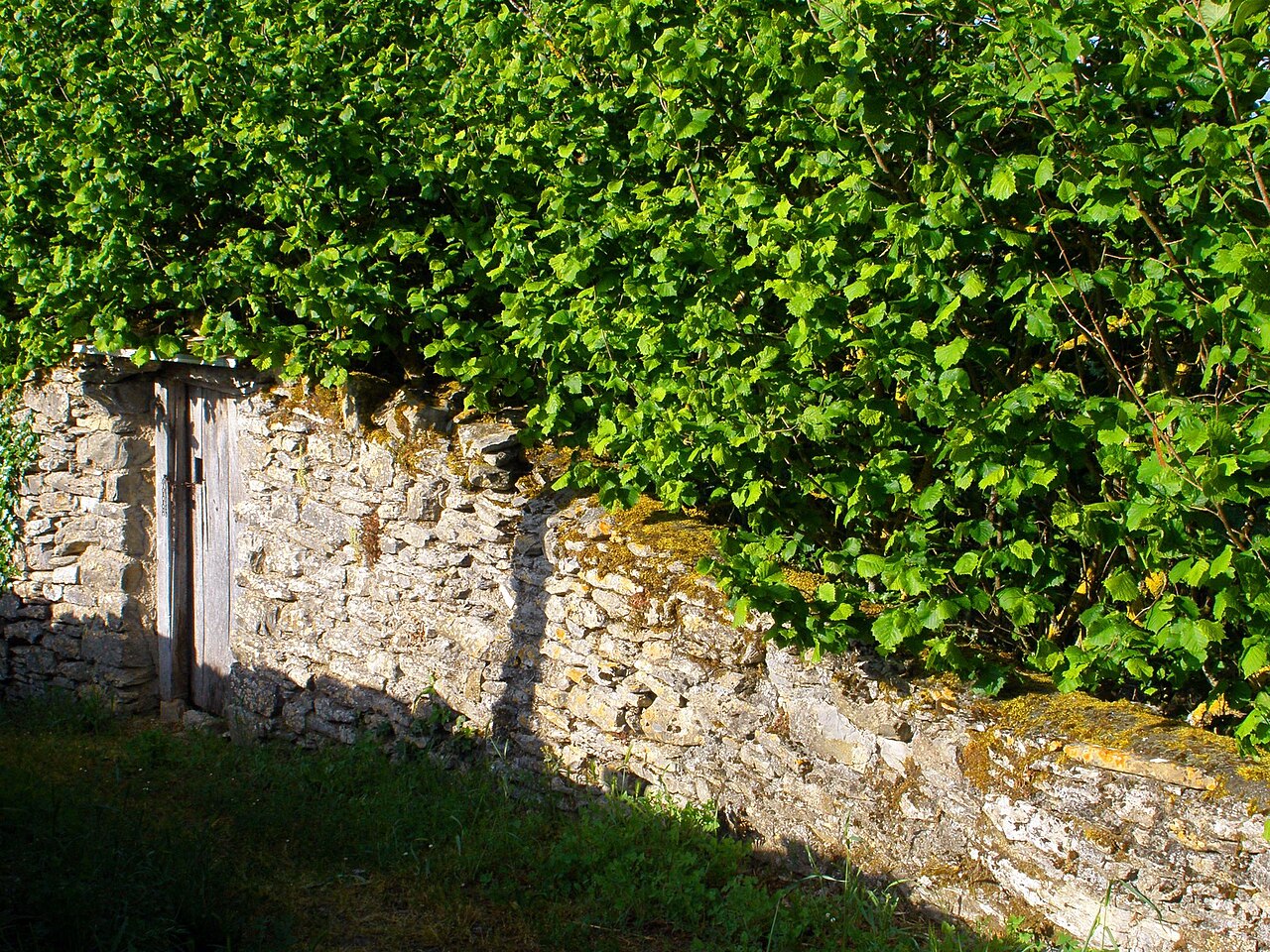 arbusto de avellano sobre muro de piedra