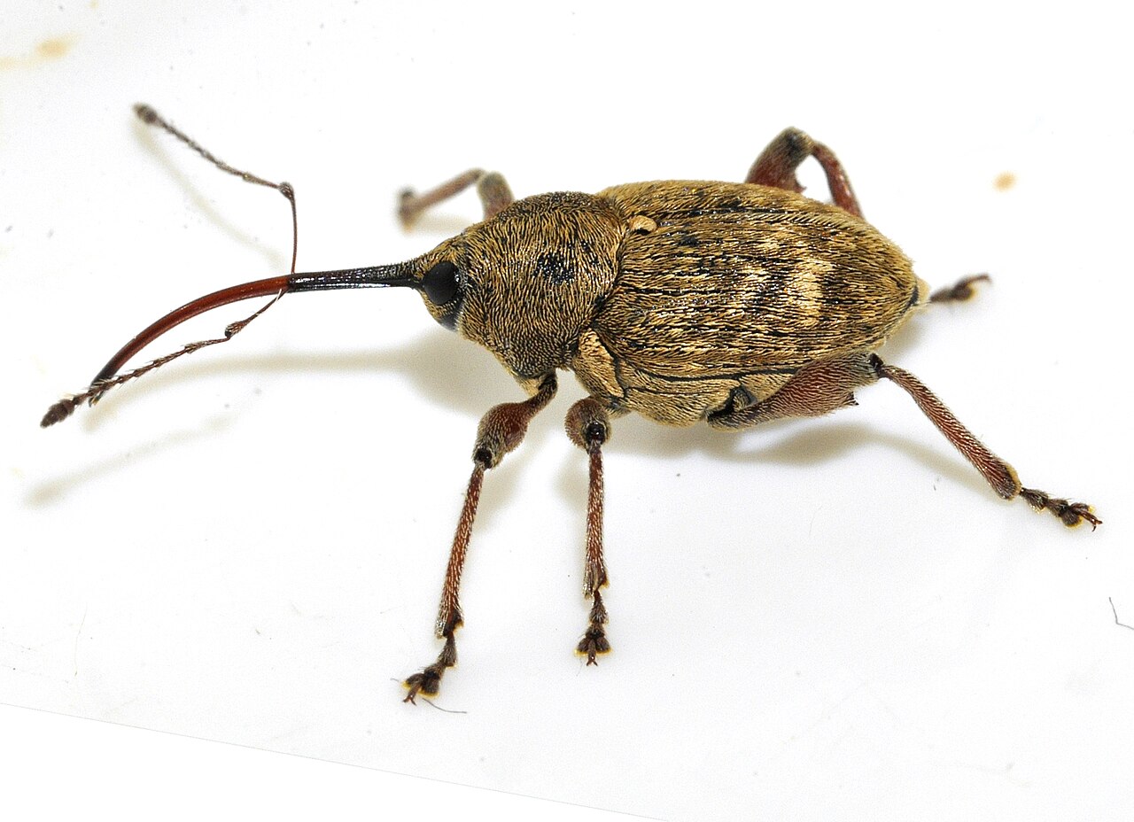 Curculio nucum, plaga de variedades de avellana de cáscara fina