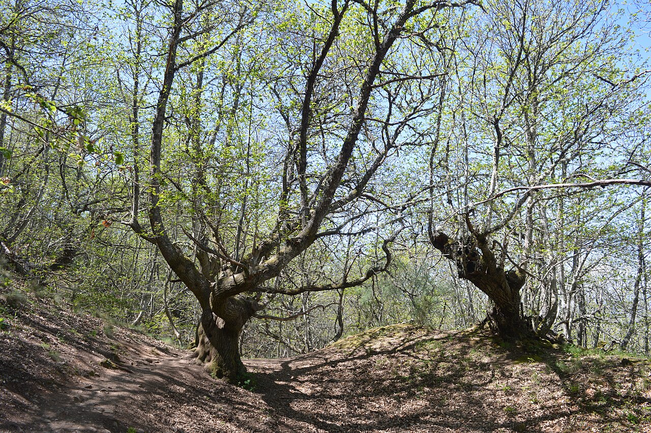 Árboles de avellano en bosque
