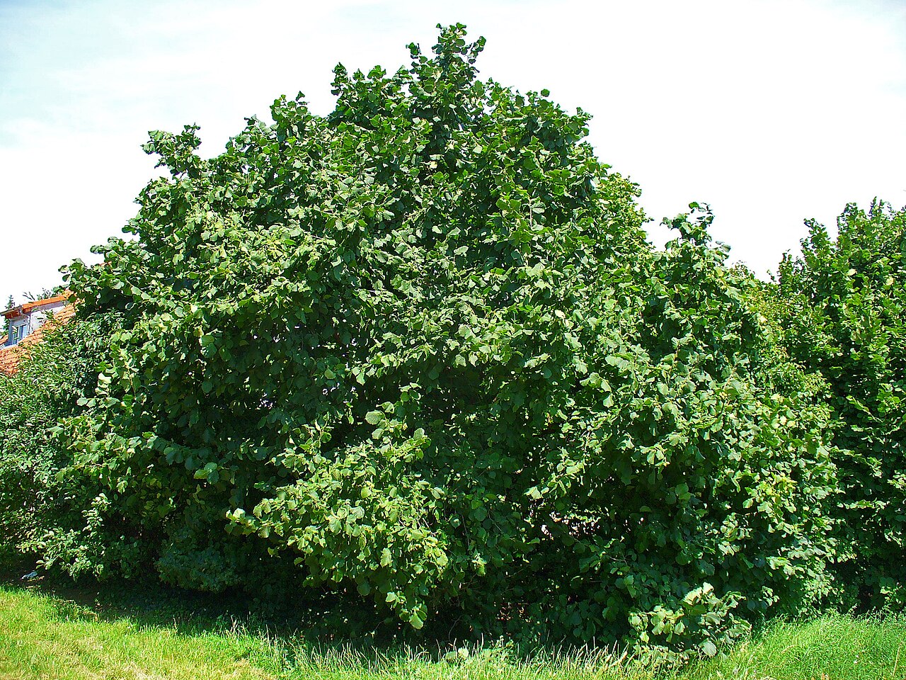 Hoja de avellano (Corylus avellana) de forma redondeada