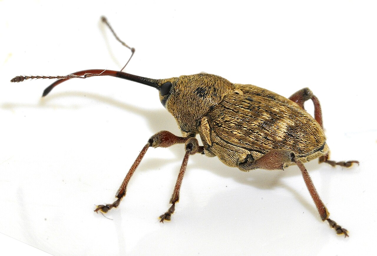 Curculio nucum (gorgojo de la avellana), plaga de los frutos de avellano