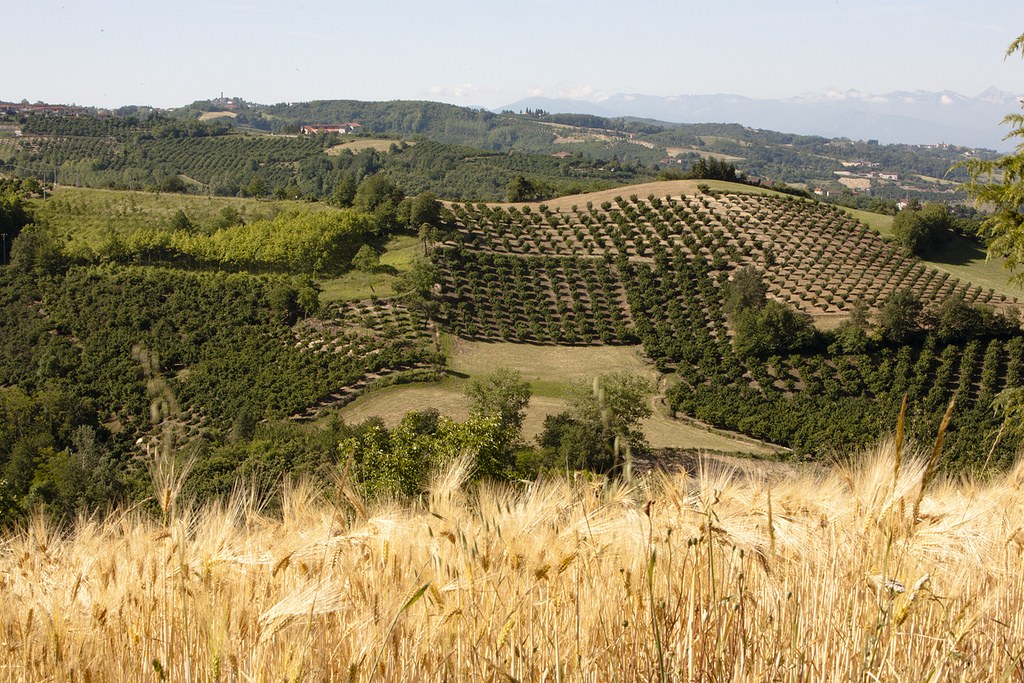 Plantaciones de avellano en las colinas italianas