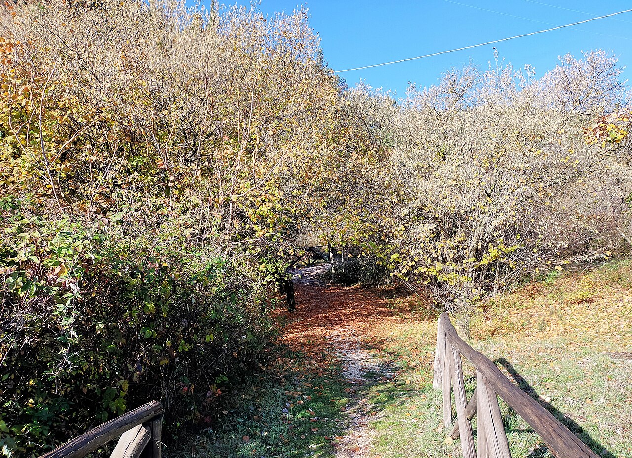 camino a través de una plantación de avellanos