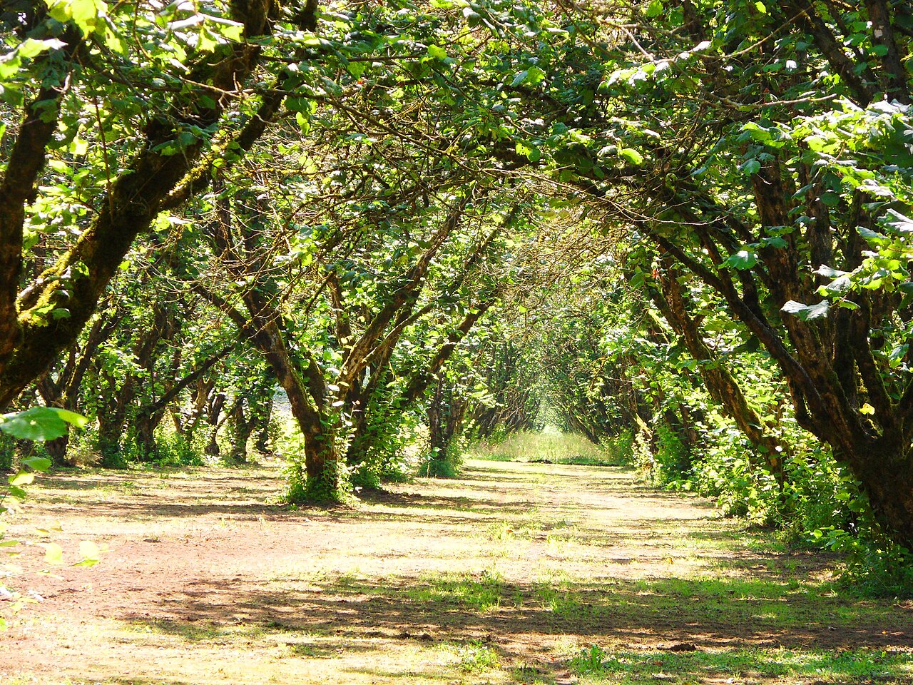 filas de plantación de avellanos