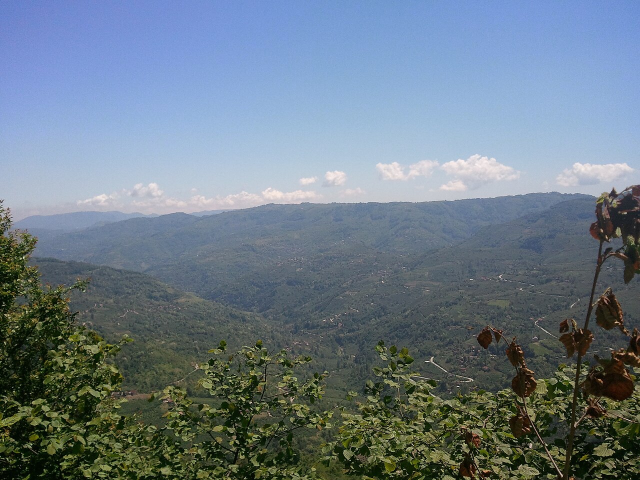 paisaje de plantación de avellanos en Turquía