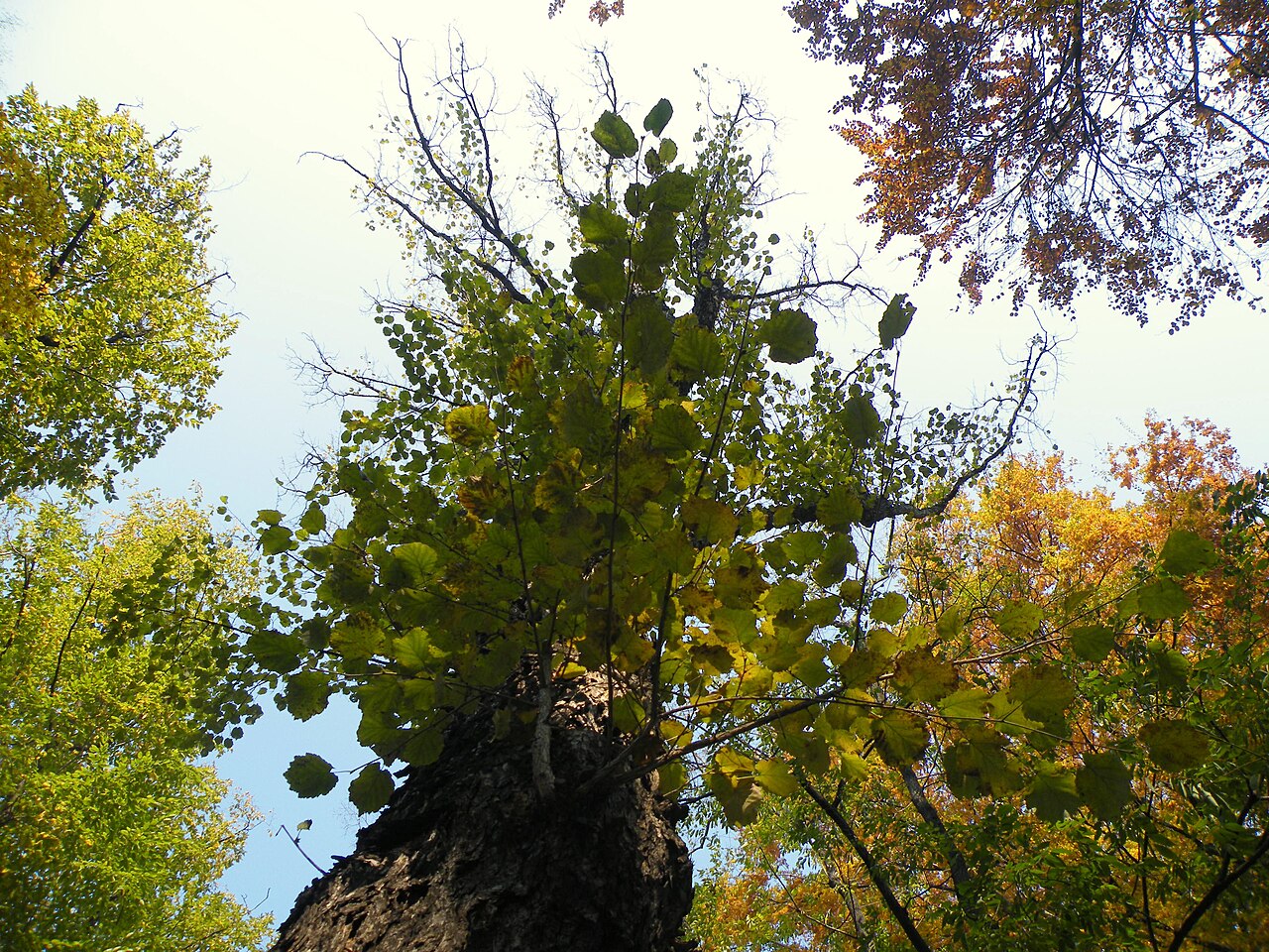 Copa de avellano en otoño