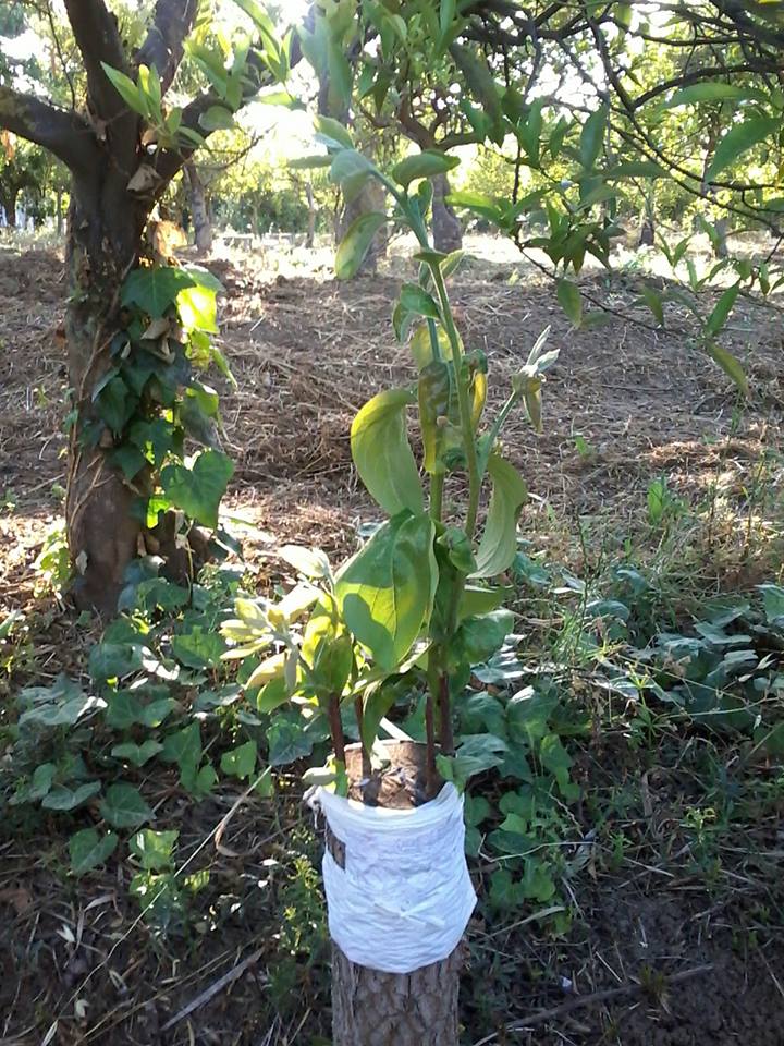hazelnut sapling grafted onto rootstock