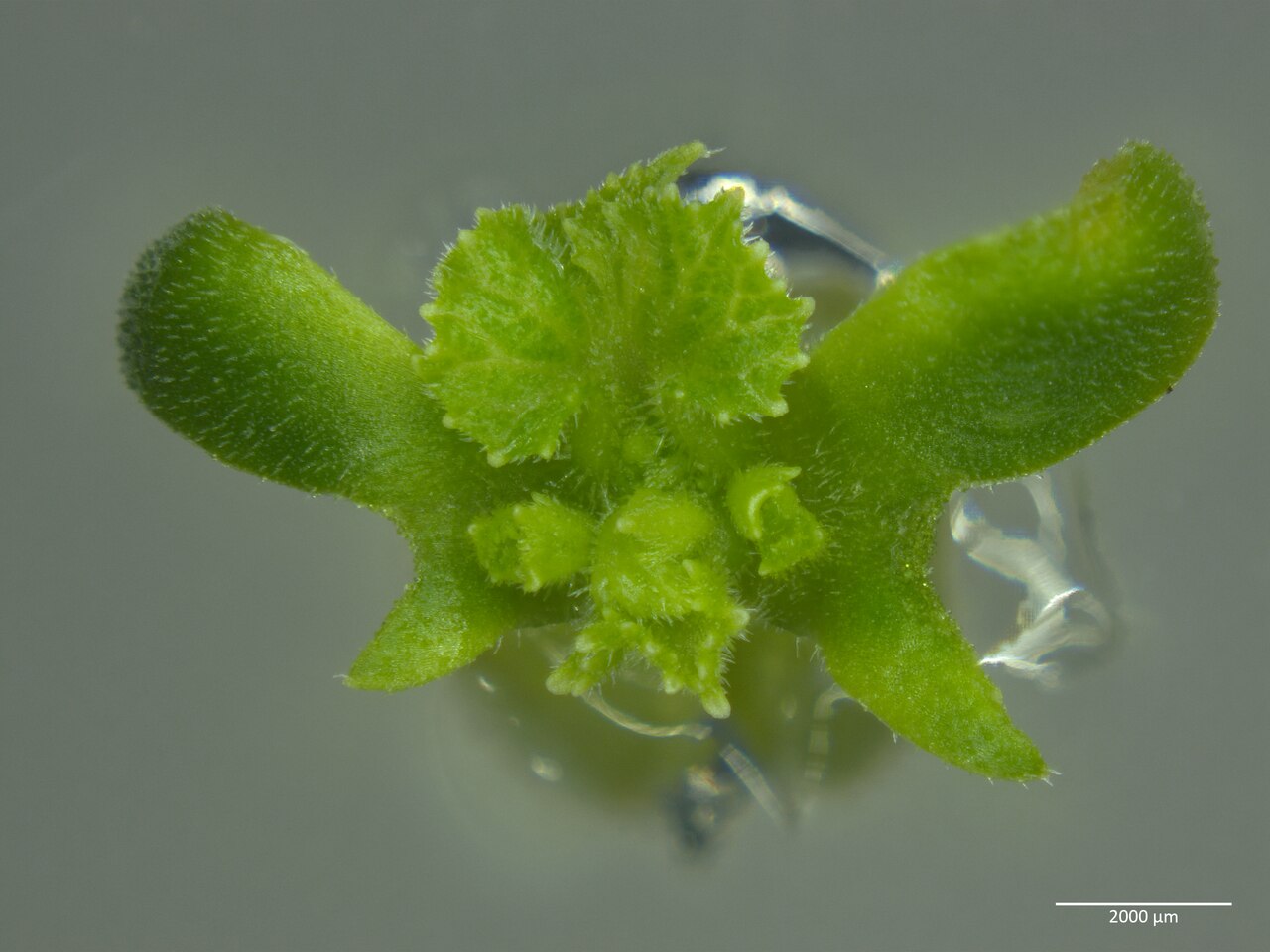 Plántula aséptica cultivada *in vitro* en medio MS con citocinina (ejemplo de pepino)