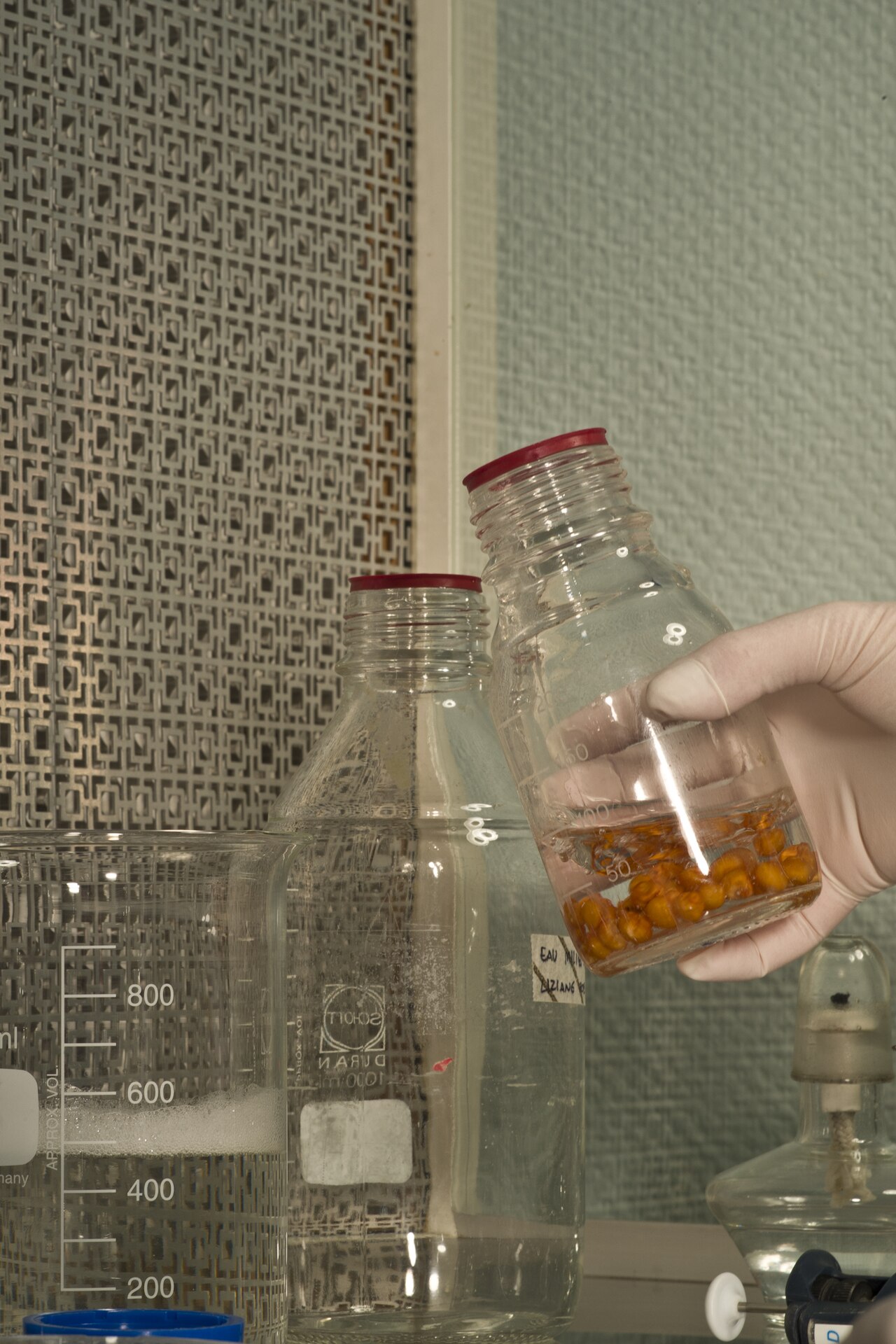 Desinfección de material vegetal para su introducción en cultivo *in vitro* (ejemplo de grano de maíz)