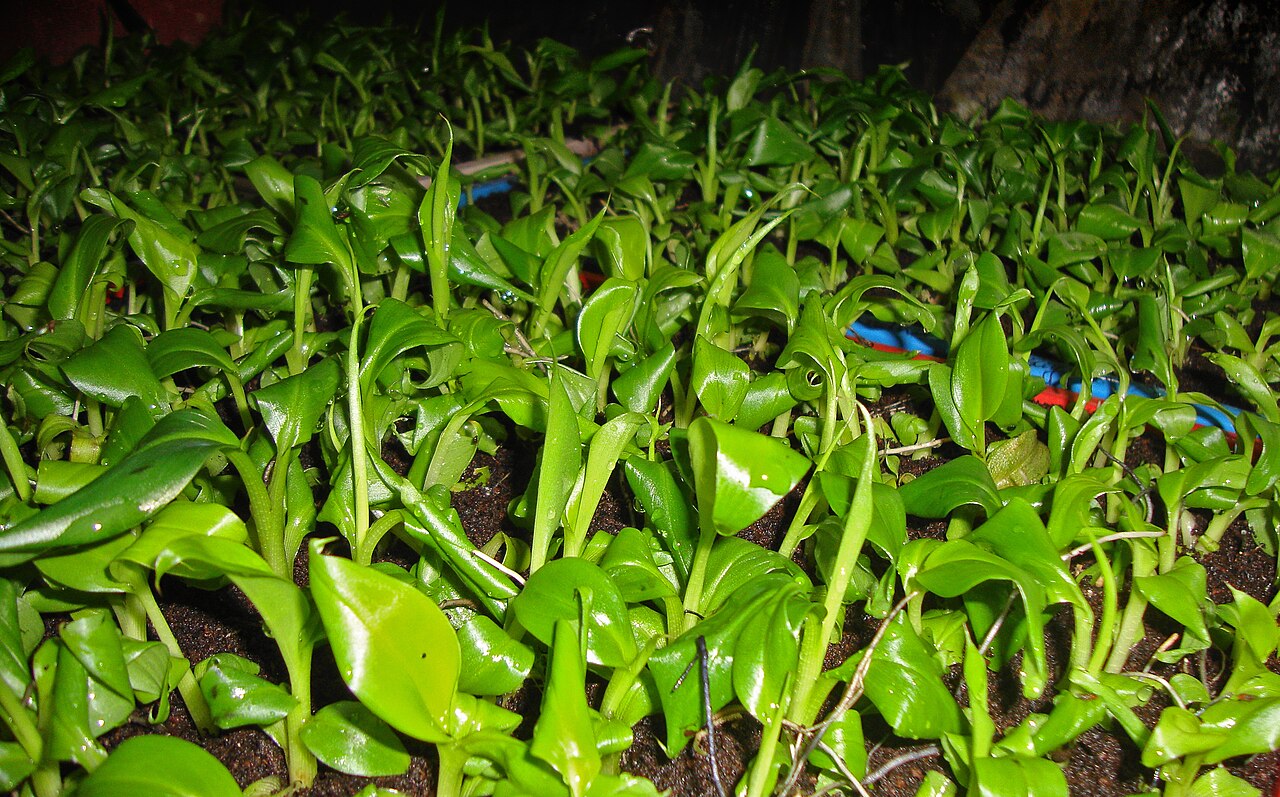 Aclimatación: plantulas de cultivo de tejidos trasplantadas a sustrato (ejemplo de plátano)