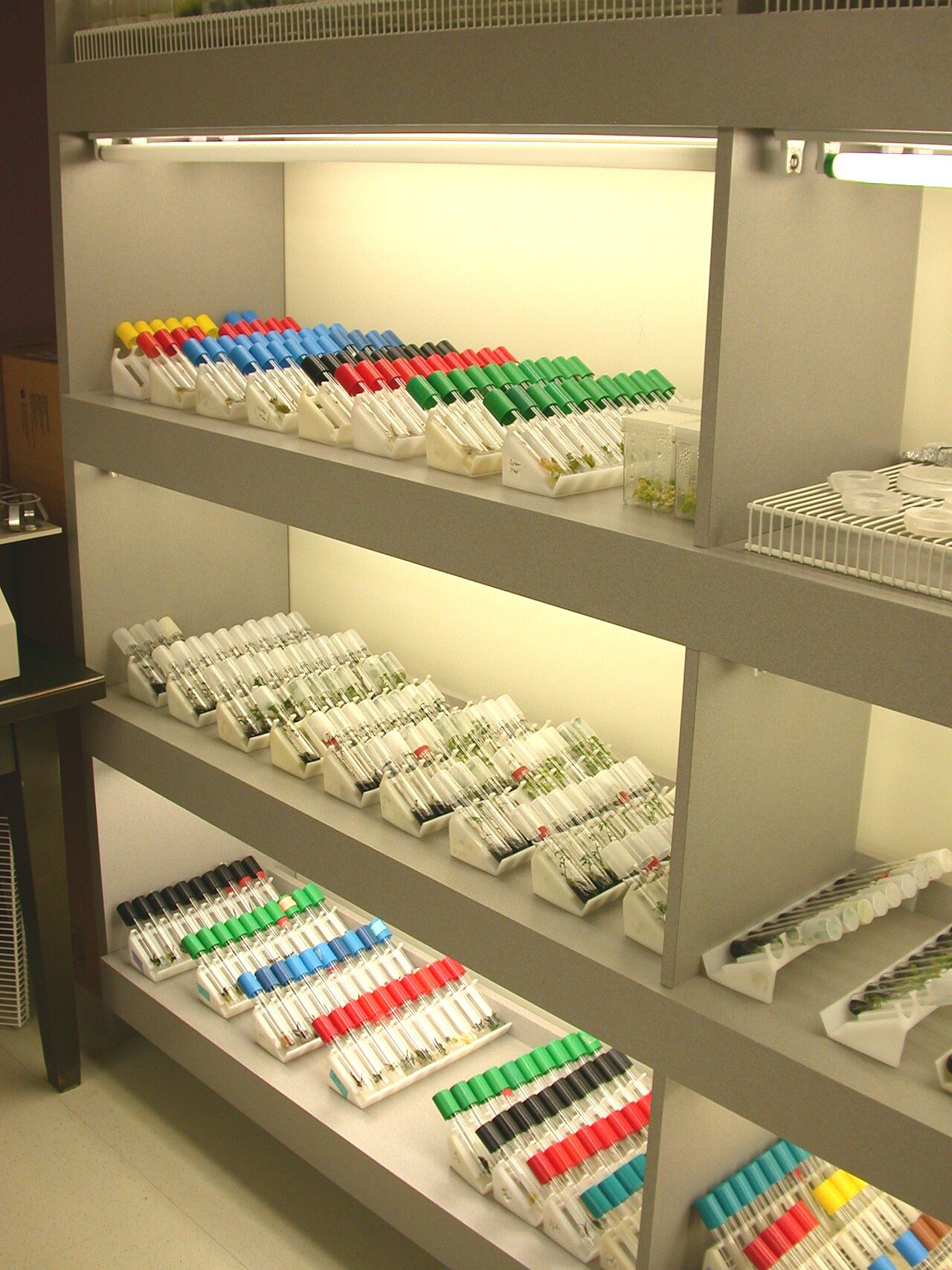 Plantas en cultivo *in vitro* en frascos con medio nutritivo